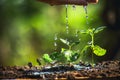 Growing Coffee Beans Watering sapling Natural light