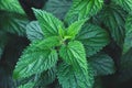 Growing common nettle bush outdoors. Urtica dioica. Stinging nettles plant. Herbal medicine concept. Dark foliage background. Royalty Free Stock Photo
