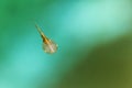 The growing condition of the tadpole. Royalty Free Stock Photo