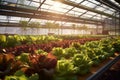 Growing in controlled greenhouse environments, emphasizing the year-round production and sustainability of intensive farming.