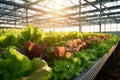 Growing in controlled greenhouse environments, emphasizing the year-round production and sustainability of intensive farming.