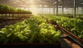 Growing in controlled greenhouse environments, emphasizing the year-round production and sustainability of intensive farming.