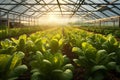 Growing in controlled greenhouse environments, emphasizing the year-round production and sustainability of intensive farming.