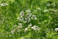 Coriander flowers