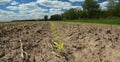 Growing corn in the agriculture field. Corn seedlings, sprouts growing on dry sandy soil. Agriculture spring landscape Royalty Free Stock Photo