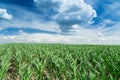 Growing corn field, green agricultural landscape