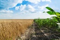 Growing corn field, green agricultural landscape Royalty Free Stock Photo