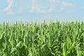 Growing corn field with green leaves