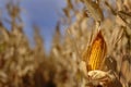 Growing Corn in Field Ready for Harvest Royalty Free Stock Photo