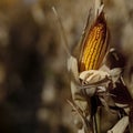 Growing Corn in Field Ready for Harvest Royalty Free Stock Photo