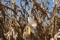 Global Warming and food crisis, corn field Royalty Free Stock Photo