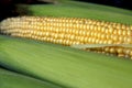 Growing corn in nature. Ripe corn in the field ready for harvest. Royalty Free Stock Photo