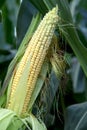 Growing corn in nature. Ripe corn in the field ready for harvest. Royalty Free Stock Photo