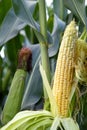 Growing corn in nature. Ripe corn in the field ready for harvest. Royalty Free Stock Photo