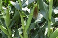 Growing Corn