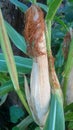 Growing corns organic corn