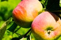 A growing Cortland apple in close up view Royalty Free Stock Photo