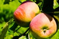 A growing Cortland apple in close up view Royalty Free Stock Photo