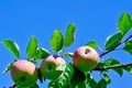 A growing Cortland apples against blue sky