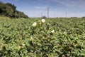 Growing cotton in a field on an autumn, sunny day Greece, Central Macedonia Royalty Free Stock Photo