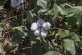 Growing cotton in a field on an autumn, sunny day Greece, Central Macedonia Royalty Free Stock Photo