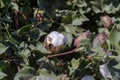 Growing cotton in a field on an autumn, sunny day Greece, Central Macedonia Royalty Free Stock Photo