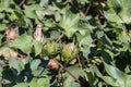 Growing cotton in a field on an autumn, sunny day Greece, Central Macedonia Royalty Free Stock Photo