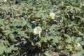 Growing cotton in a field on an autumn, sunny day Greece, Central Macedonia Royalty Free Stock Photo