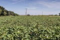 Growing cotton in a field on an autumn, sunny day Greece, Central Macedonia Royalty Free Stock Photo