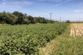 Growing cotton in a field on an autumn, sunny day Greece, Central Macedonia Royalty Free Stock Photo