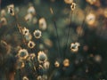 Growing cotton grass in a swamp in Sweden