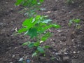 Growing cotton plant in field,cotton, plant, little, indian, farm, agriculture, green, growing, field, farming, cotton fiel Royalty Free Stock Photo