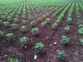 Growing cotton plant in field,cotton, plant, little, indian, farm, agriculture, green, growing, field, farming, cotton field in rp Royalty Free Stock Photo