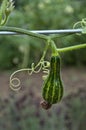 Growing courgette