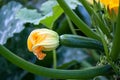 Growing courgette Royalty Free Stock Photo