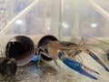 Growing of crayfish. Australian blue crayfish - cherax quadricarinatus in aquarium Royalty Free Stock Photo