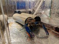 Growing of crayfish. Australian blue crayfish - cherax quadricarinatus in aquarium Royalty Free Stock Photo