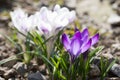Growing Crocus Saffron Royalty Free Stock Photo