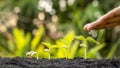 Growing crops on fertile soil and watering plants, including showing stages of plant growth. Royalty Free Stock Photo