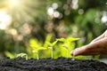 Growing crops on fertile soil and watering plants, including showing stages of plant growth. Royalty Free Stock Photo