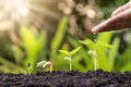 Growing crops on fertile soil and watering plants, including showing stages of plant growth. Royalty Free Stock Photo