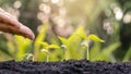 Growing crops on fertile soil and watering plants, including showing stages of plant growth. Royalty Free Stock Photo