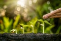 Growing crops on fertile soil and watering plants, including showing stages of plant growth. Royalty Free Stock Photo