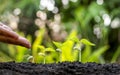 Growing crops on fertile soil and watering plants, including showing stages of plant growth. Royalty Free Stock Photo