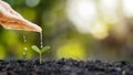 Growing crops on fertile soil and watering plants, including showing stages of plant growth. Royalty Free Stock Photo