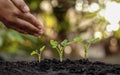 Growing crops on fertile soil and watering plants, including showing stages of plant growth. Royalty Free Stock Photo