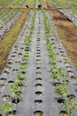 Growing crops/plants in the soil through plastic sheeting Royalty Free Stock Photo