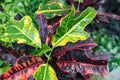 Growing Croton Mammy plant - Codiaeum variegatum- tropical plant with green and yellow and bright and dark red leaves. Royalty Free Stock Photo