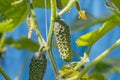 Growing cucumber in the garden Royalty Free Stock Photo