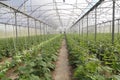 Growing cucumber in greenhouse farm